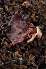 Close up of wild dried black fungus on white background