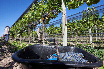 Finca y bodegas de actividad vitivinicola de la provincia de Mendoza Argentina.
