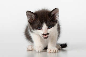 Adorable Black and White Kitten with Tongue Out on White Background