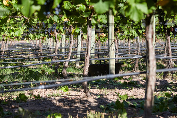 Finca y bodegas de actividad vitivinicola de la provincia de Mendoza Argentina.