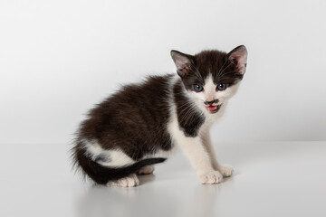 Cute Baby Black and White Kitten Showing Tiny Teeth on White Background