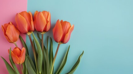 Orange tulips against colored backdrop with empty space