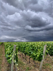 Finca y bodegas de actividad vitivinicola de la provincia de Mendoza Argentina.