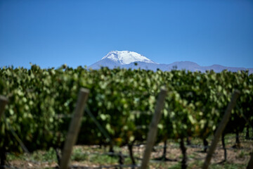 Finca y bodegas de actividad vitivinicola de la provincia de Mendoza Argentina.