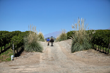 Finca y bodegas de actividad vitivinicola de la provincia de Mendoza Argentina.