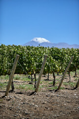 Finca y bodegas de actividad vitivinicola de la provincia de Mendoza Argentina.
