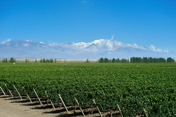 Finca y bodegas de actividad vitivinicola de la provincia de Mendoza Argentina.