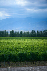Finca y bodegas de actividad vitivinicola de la provincia de Mendoza Argentina.