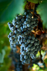 Finca y bodegas de actividad vitivinicola de la provincia de Mendoza Argentina.