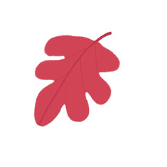 Obraz premium red leaf isolated on white