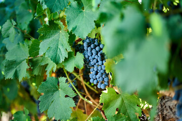Finca y bodegas de actividad vitivinicola de la provincia de Mendoza Argentina.