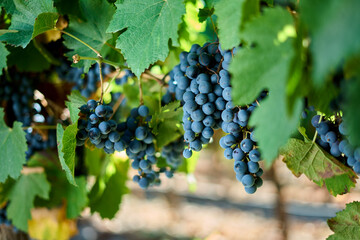 Finca y bodegas de actividad vitivinicola de la provincia de Mendoza Argentina.