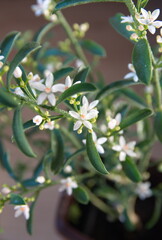 Fototapeta premium Philotheca myoporoides in bloom, Eriostemon myoporoides, long-leaf wax flower, on wooden beige background