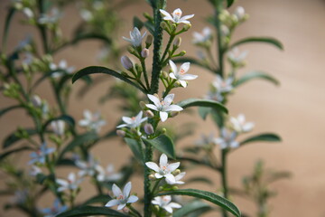 Philotheca myoporoides in bloom, Eriostemon myoporoides,  long-leaf wax flower, on wooden beige background