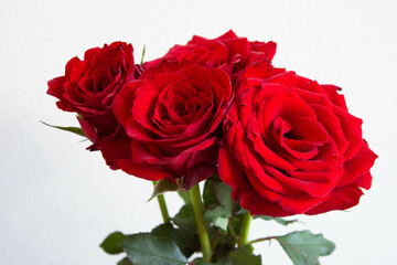 Fototapeta premium 赤い薔薇