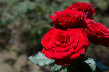 赤い薔薇