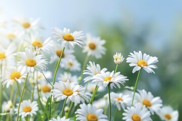 Fototapeta premium A field of cheerful daisies swaying in the breeze, ideal for a floral banner with space for copy