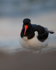 oystercatcher