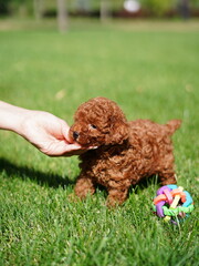 Red Toy Poodle Puppy Sitting on Green Grass. Fluffy, cute dog Looks at the Camera. Domestic pets