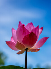 Tasik Chini&rsquo;s iconic pink lotus in lake of Pahang