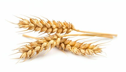 Isolated wheat ears with leaves on white background