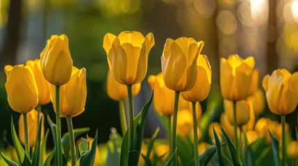 Gordijnen Many vibrant yellow tulips flourish © AkuAku