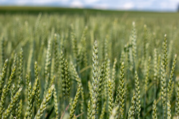 an ear of ripening green rye against the background of a rye field in June in the south of Bavaria.