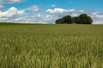Rye green field in the background blue sky with clouds and a group of trees