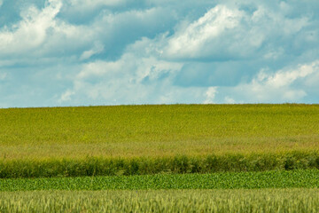 rye green field in the background sky with clouds