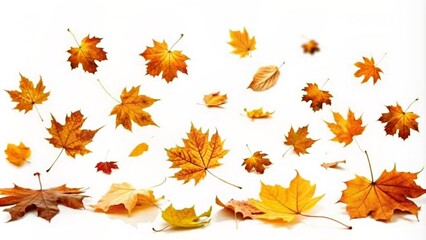 Fototapeta premium falling autumn foliage on white background, isolated colorful fall leaf