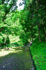 善根不動滝への遊歩道（新潟県）