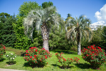 Palm tree and roses. Southern Cultures Park in Adler (Sochi).