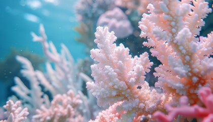 Fototapeta premium A vibrant coral reef with a variety of colorful corals. Colorful coral reef of the underwater world