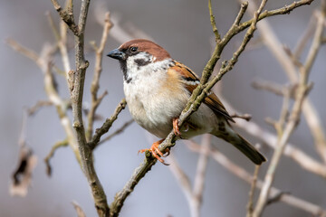 Sparrow on a tree