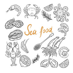 Line drawing collection. Food, botanical illustration