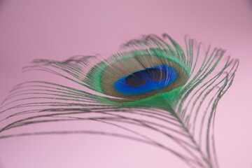 Peafowl, Peacock feather on pink background