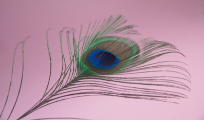 Obraz premium Peafowl, Peacock feather on pink background