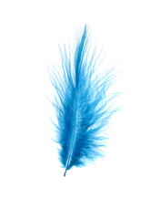 Blue turquoise  bird feather on white background