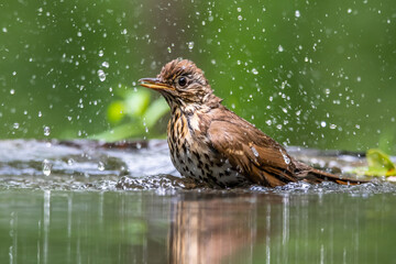 A songbird swims and splashes in a forest lake