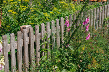 Fototapeta premium Sommer im Park