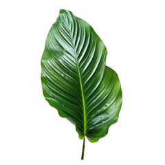 Fototapeta premium Close-up of a single vibrant green tropical leaf with detailed texture, isolated on white background, perfect for botanical designs.