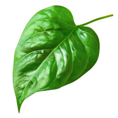 Obraz premium Close-up of a single vibrant green leaf against a white background, showcasing detailed texture and veins.