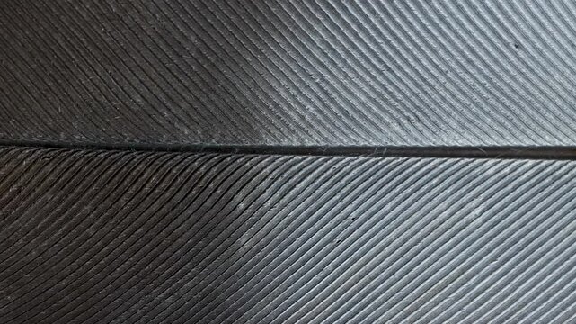 4k panning video, pigeon feather texture in gray gradient tones, macro video