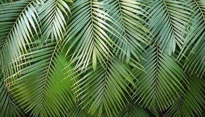 palm leaves in different colors and arrangements, different backgrounds