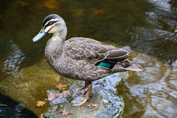 Pacific black duck on rock.
