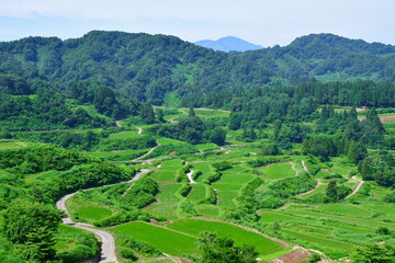 Fototapeta premium 星峠の棚田（新潟県）