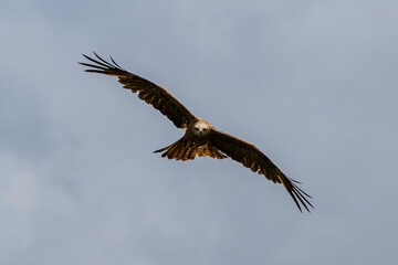 Eagle, Iberian Eagle