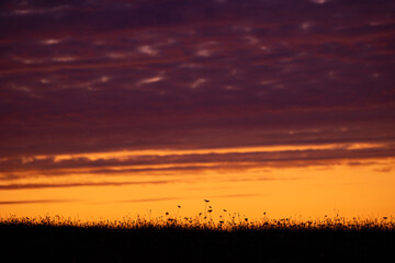 Fototapeta premium A beautiful summer sunrise in rural Latvia. Bright morning sky with dark foreground.