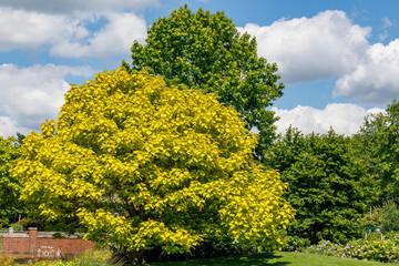 Obraz premium Sommer im Park