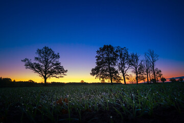 A beautiful tree silhouettes against the colorful sunrise sky. Natural summer scenery of rural Latvia, Northern Europe.